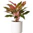 2 pots of aglaonema red vietnam