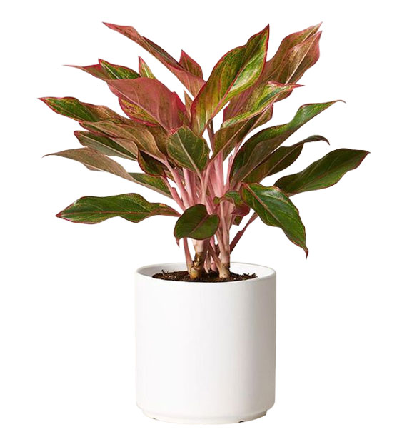 2 pots of aglaonema red vietnam