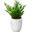 a pot of aroid palm