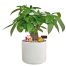 a pot of money tree