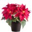 a pot of red poinsettia vietnam
