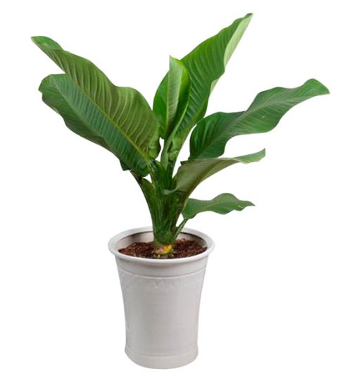 green aglaonema tree vietnam