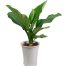 green aglaonema tree vietnam