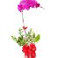 potted orchids for tet 01a