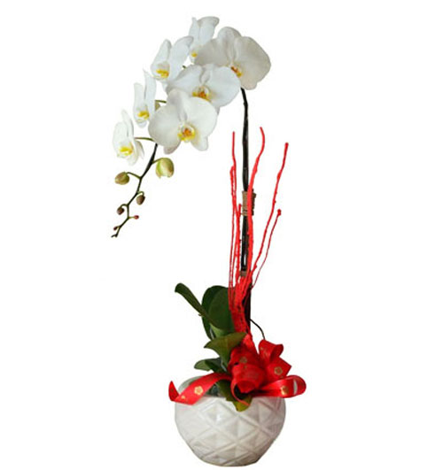 potted orchids for tet 02