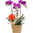 potted orchids for tet 03a