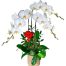 potted orchids for tet 05