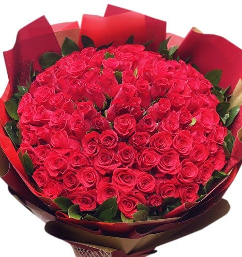 magnificent roses 500x531