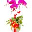 potted purple orchid 03 branches