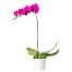 potted purple orchids 01 branch 570x605