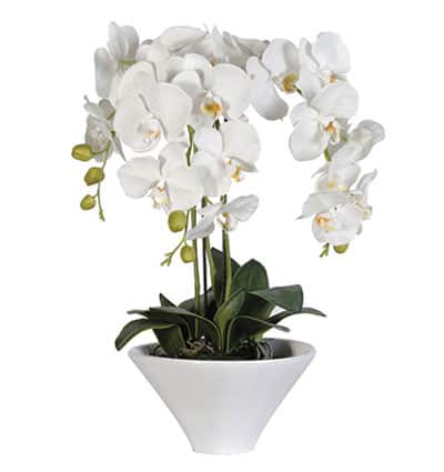 potted white orchid 04 branches