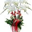 potted white orchid 07 branches