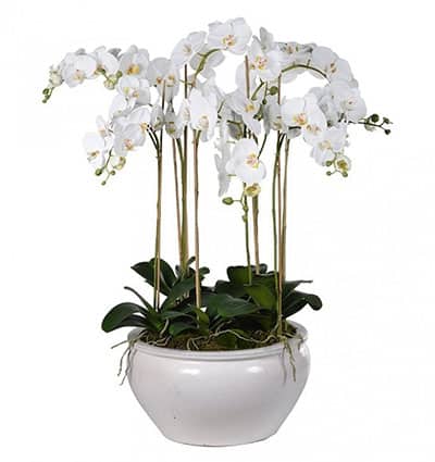 potted white orchid 07 branches