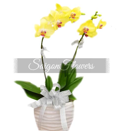 potted-yellow-orchid-002-branches