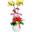 potted yellow orchid 02 branches