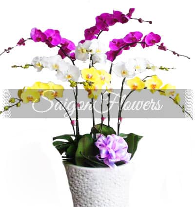 special-potted-orchids-007