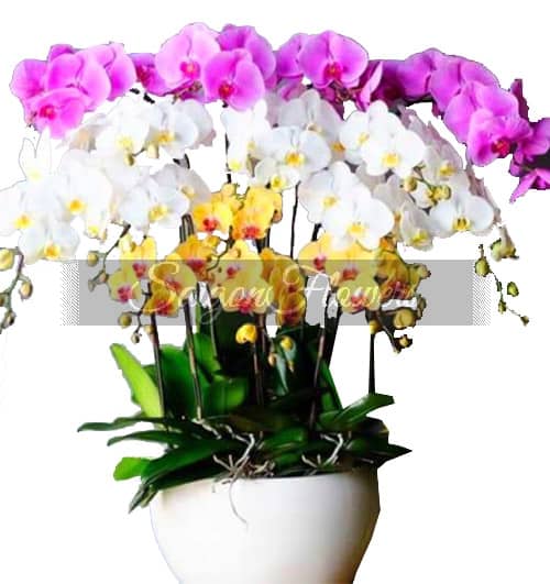 special-potted-orchids-02
