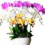 special potted orchids 02 500x531