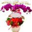 special potted orchids 05