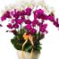 special potted orchids 06 500x531