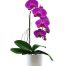 orchids for mom 04
