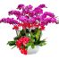 orchids for mom 06
