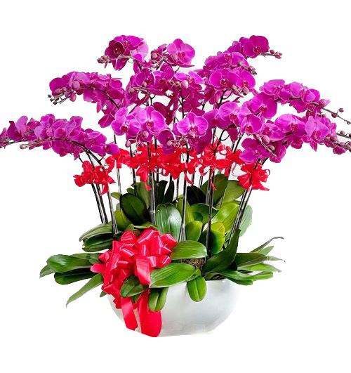 orchids for mom 06