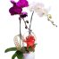 orchids for mom 08