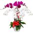 orchids for mom 09