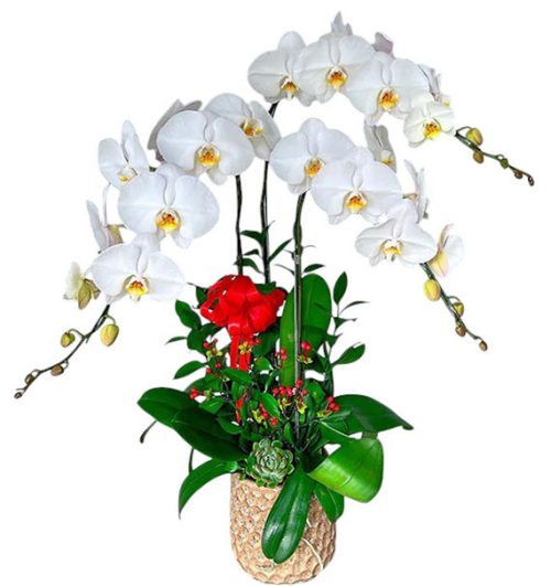potted orchids for mom 02