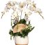 potted orchids for mom 03