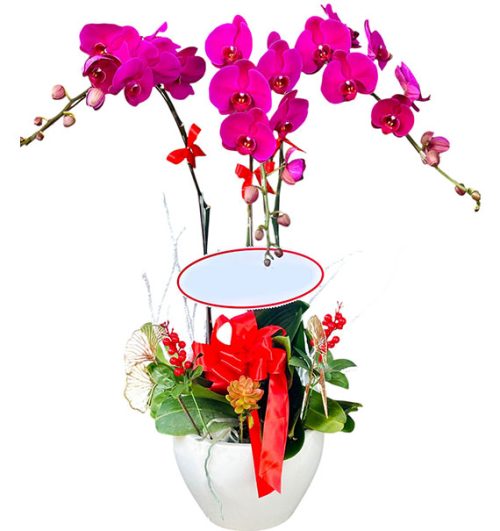 potted orchids for mom 05