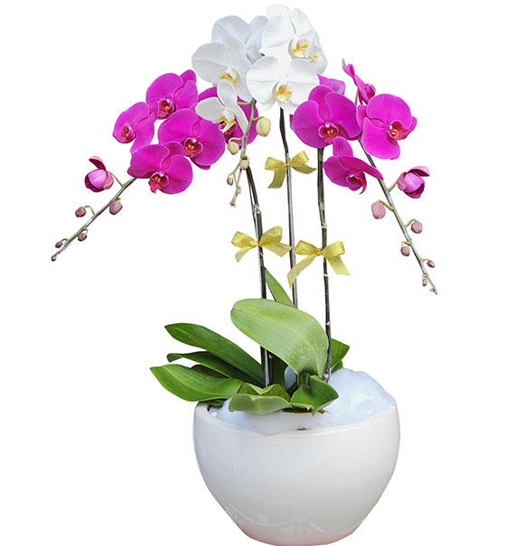potted orchids for mom 07