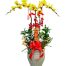 potted orchids for mom 10