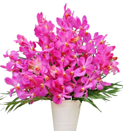 purple-orchid-02