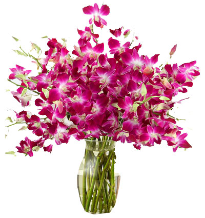 purple-orchid-03