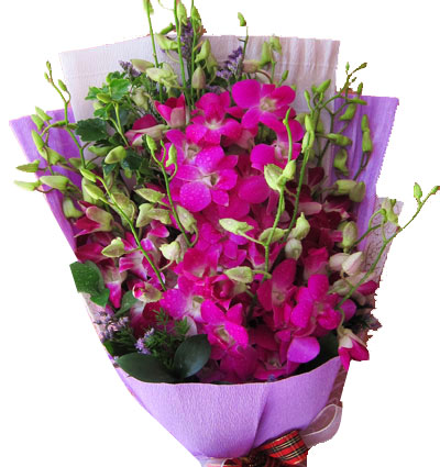 purple-orchid-04