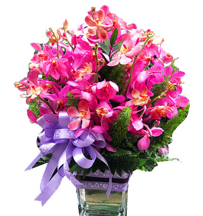 purple-orchid-05