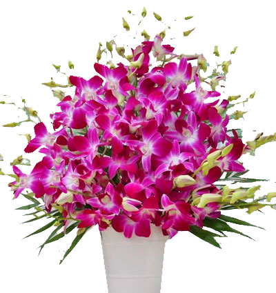 purple-orchid-08