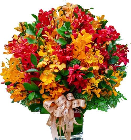 sunset mix orchid 005 500x531