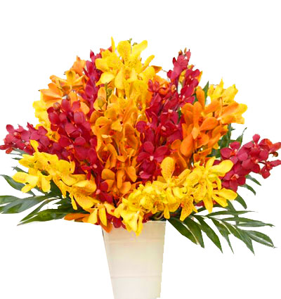 sunset-mix-orchid-01