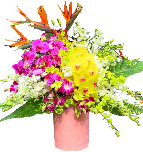 sunset-mix-orchid-03