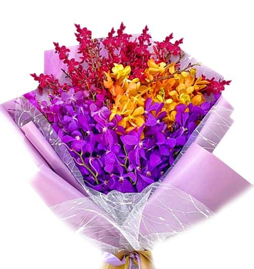 sunset mix orchid 06 500x531