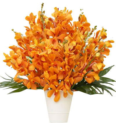 yellow-orchid-04