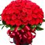 christmas roses vietnam 03
