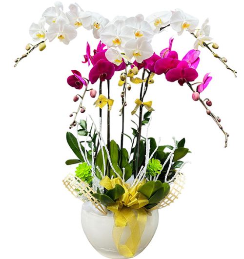 womens day orchids potted vietnam 20