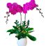 womens day potted orchids vietnam 04a