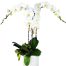 womens day potted orchids vietnam 09