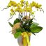 womens day potted orchids vietnam 11a