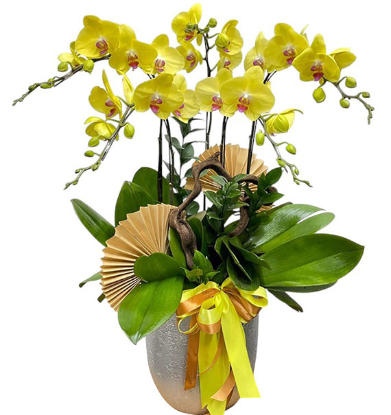 womens day potted orchids vietnam 11a